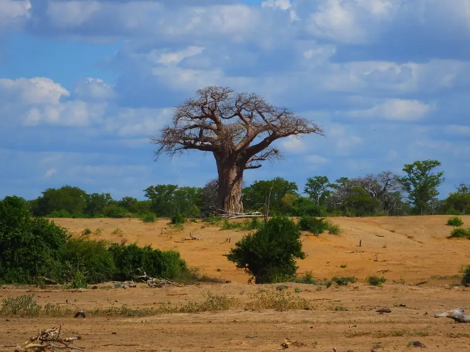 029BaobabGonarezhou.jpg
