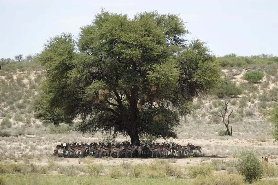 039SpringböckeunterBaum.jpg