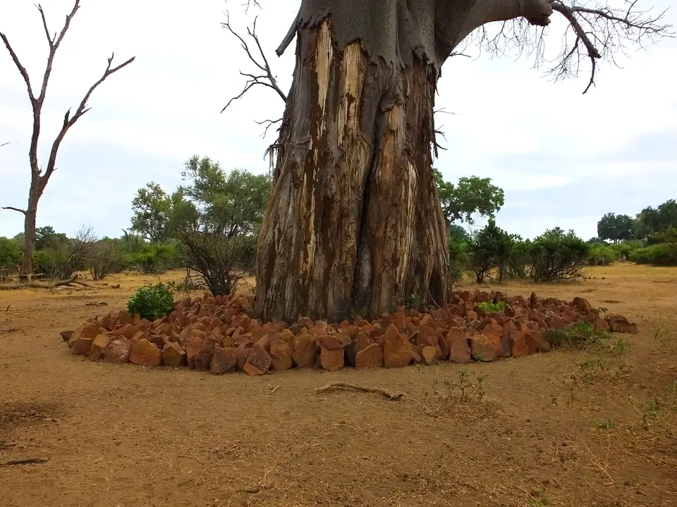 043geschützterBaobab.jpg