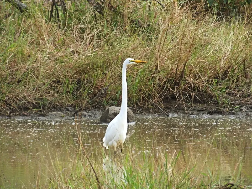 047Reiher.jpg