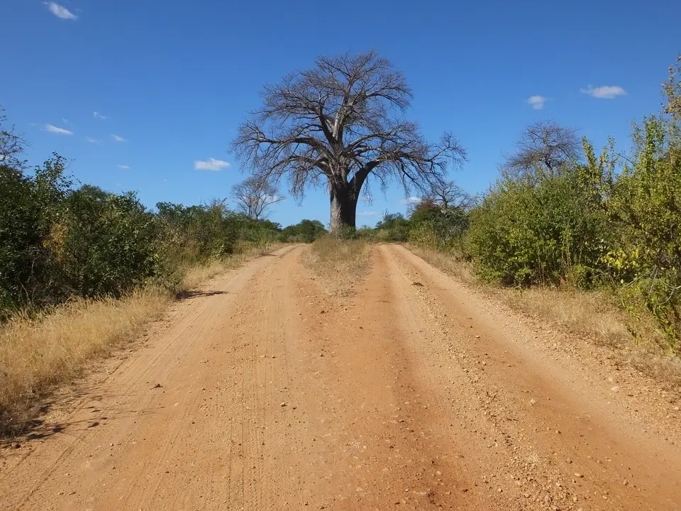 073Baobab.jpg
