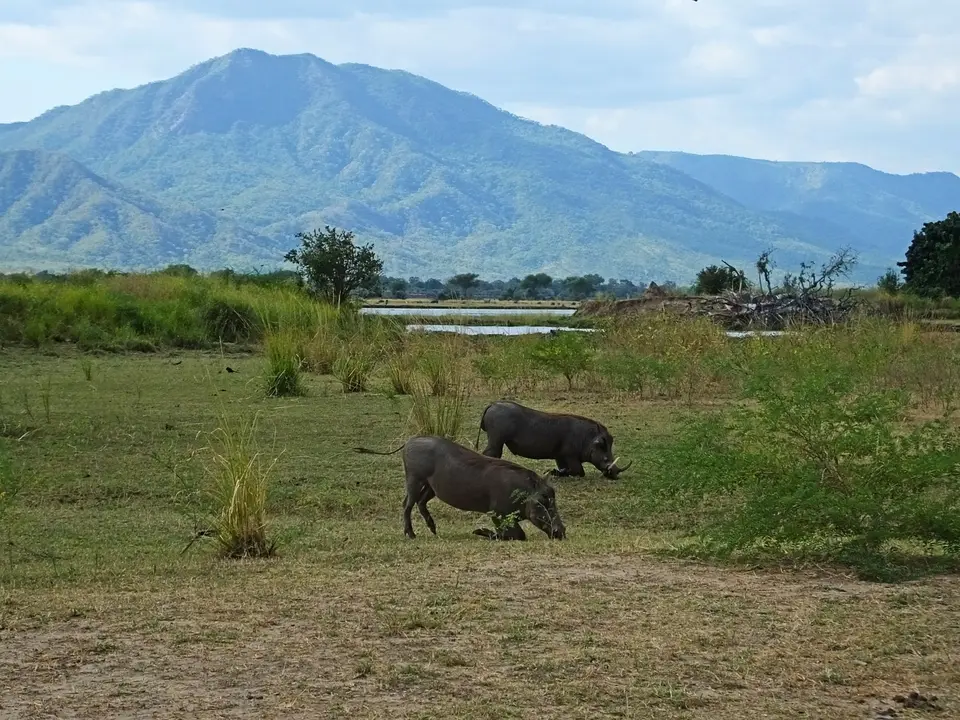 080Warzenschweine.jpg