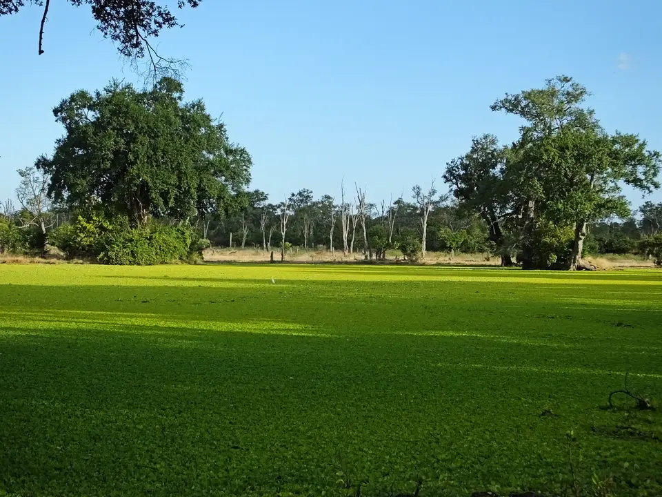 083zugewachsenerTeich.jpg