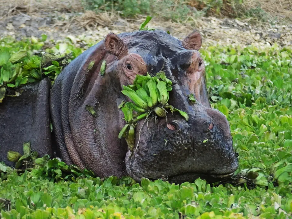 085HippoimGrünzeug2.jpg