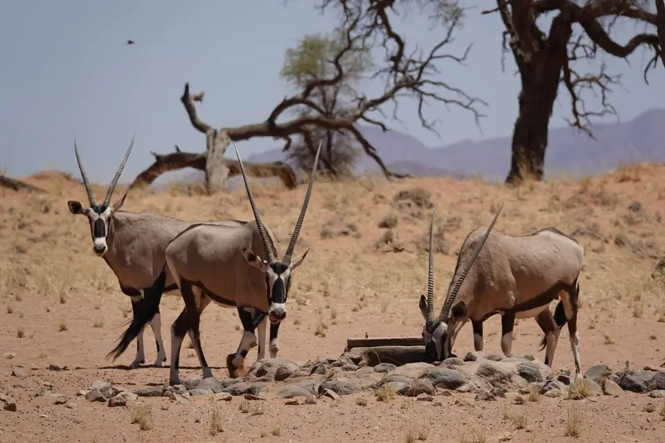 087OryxamWasserloch2.jpg