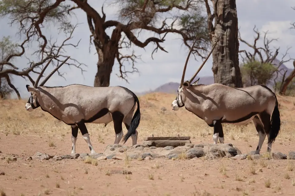 088OryxamWasserloch3.jpg