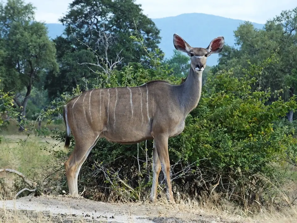 093Kudu-Weibchen.jpg
