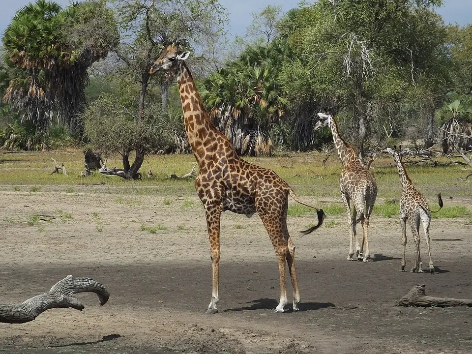 094dreiGiraffen.jpg
