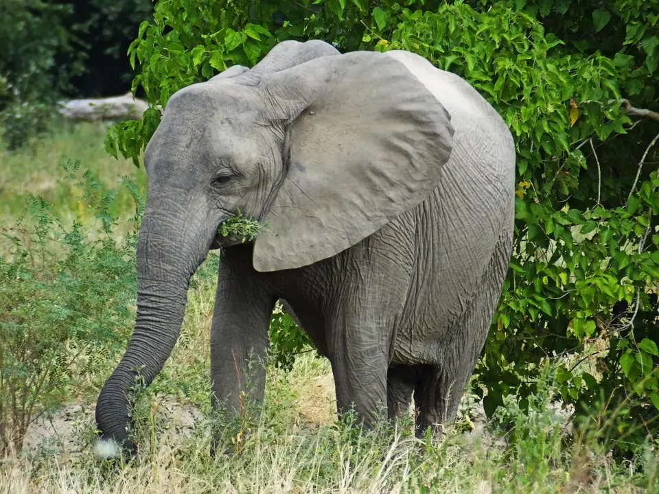 095Elefant1.jpg