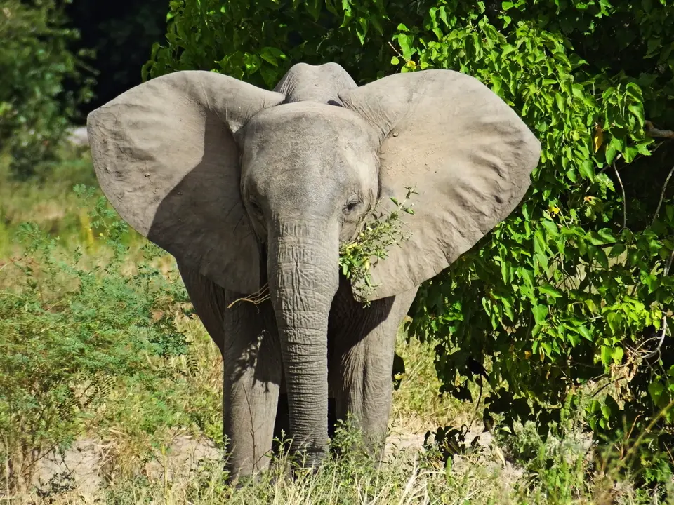 096Elefant2.jpg