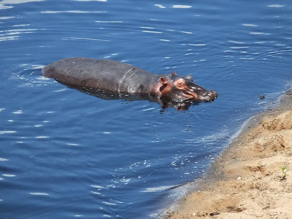 107HippoimRuaha.jpg