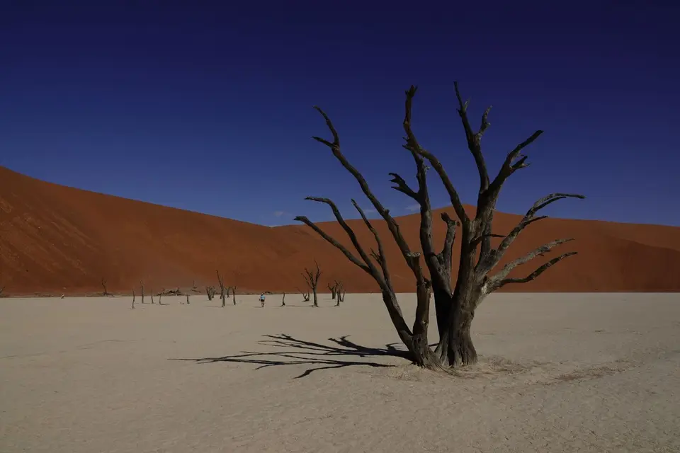 108BaumimDeadvlei2.jpg