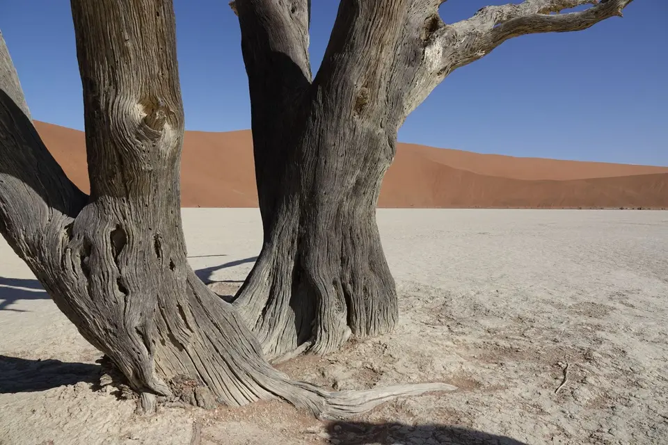110DetailimDeadvlei1.jpg