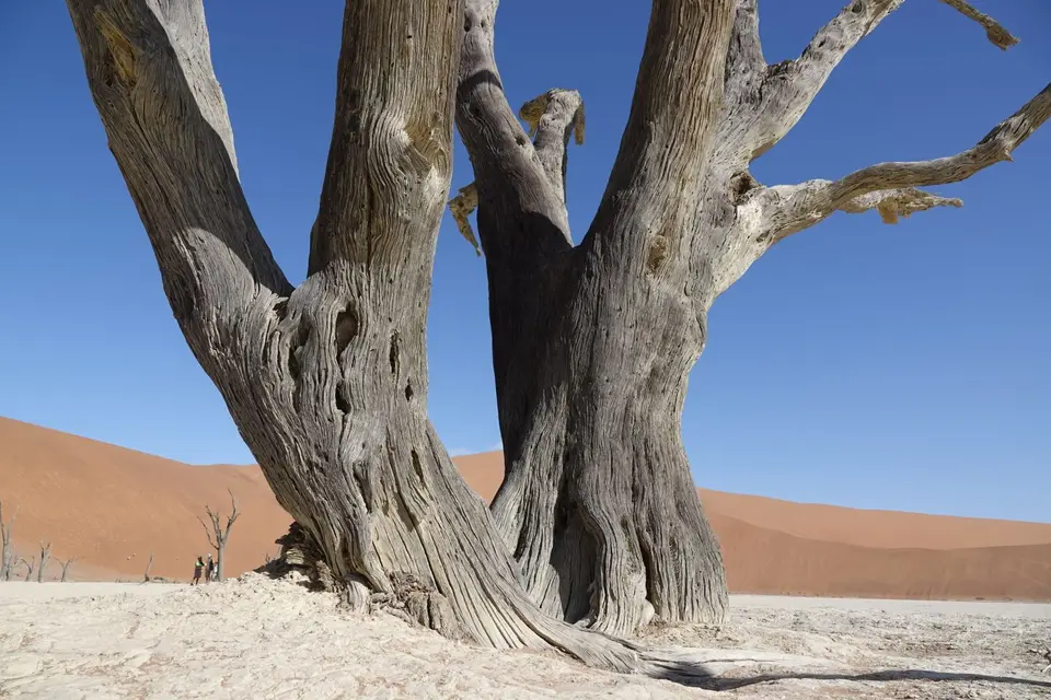 111DetailimDeadvlei2.jpg