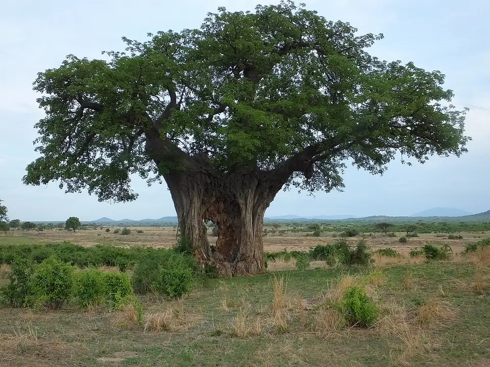 115BaobabmitLoch.jpg
