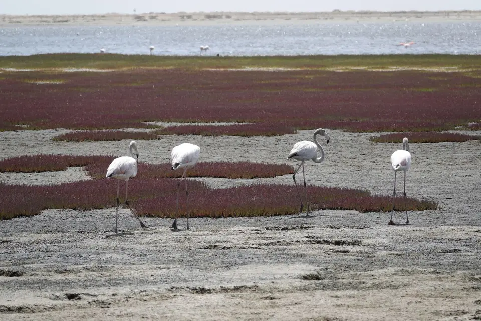 126FlamingosinderLagune.jpg