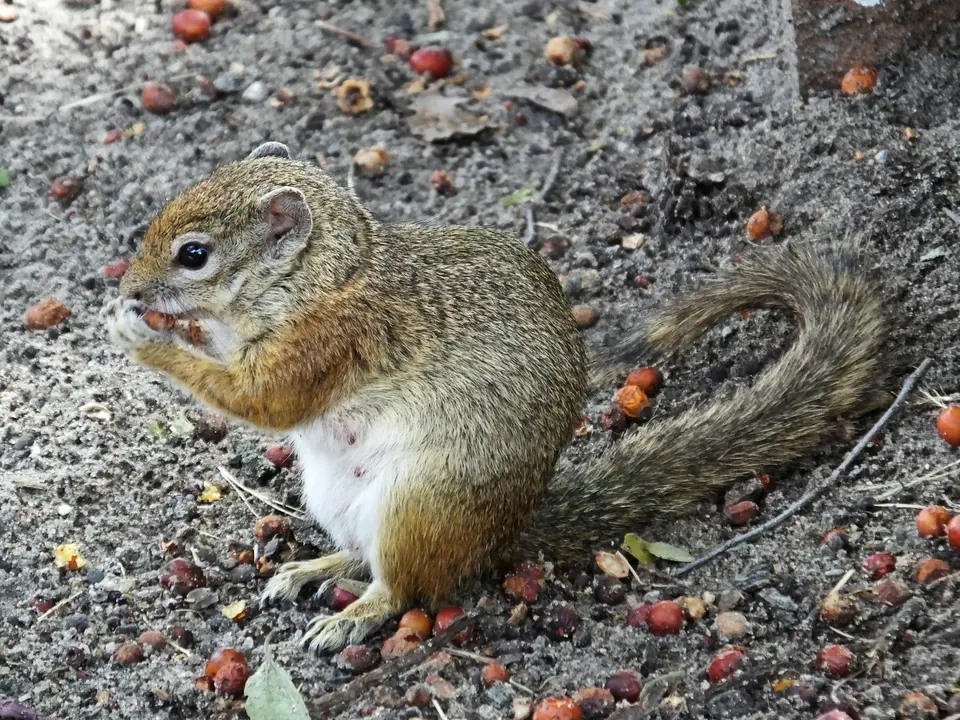 133Hörnchen.jpg