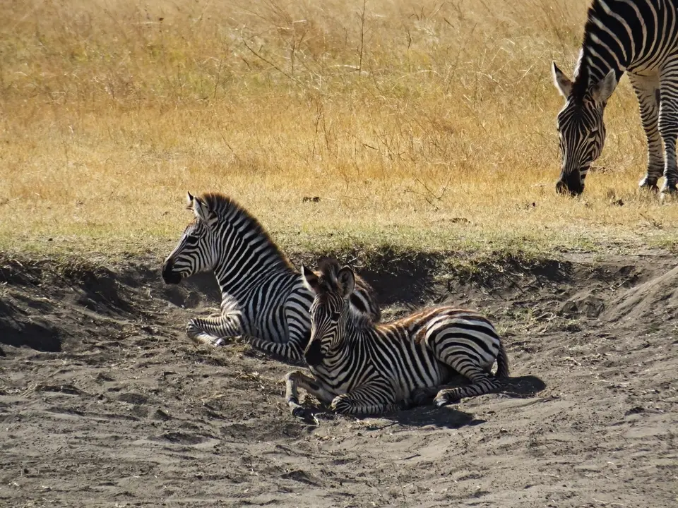 136Zebras.jpg