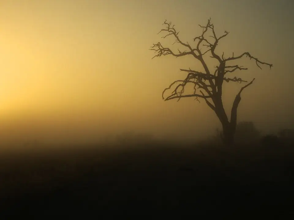 139BaumimMorgennebel.jpg