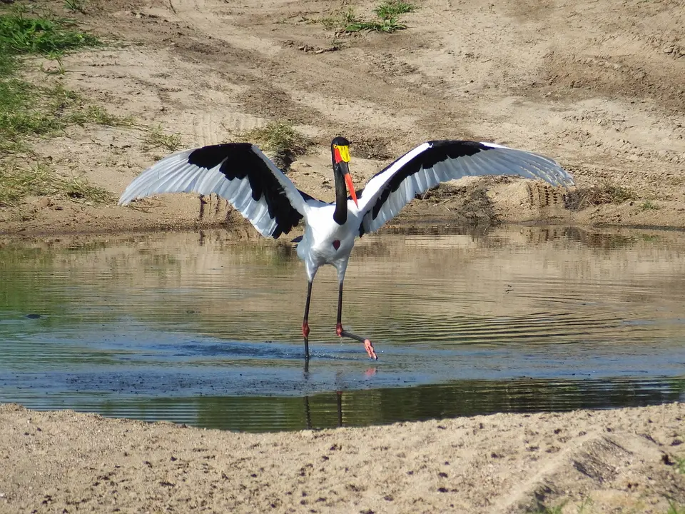 147Sattelstorch.jpg