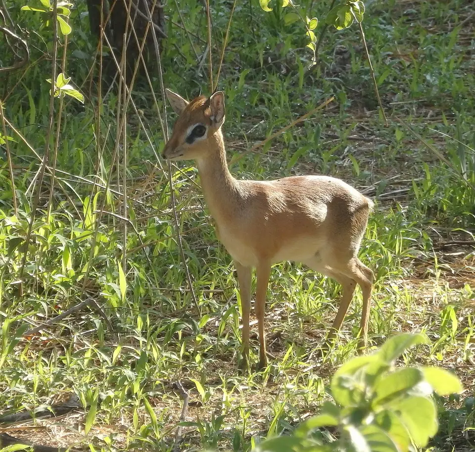 148DikDik.jpg