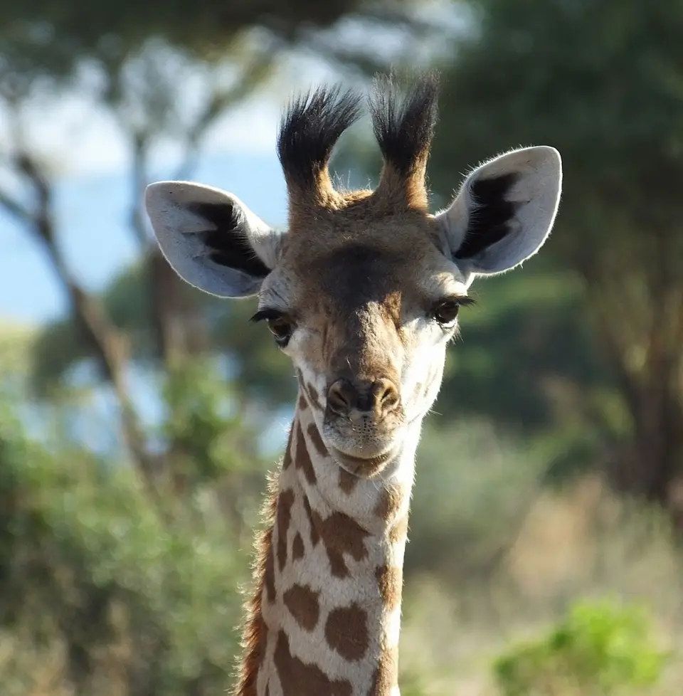 157Giraffenportrait.jpg