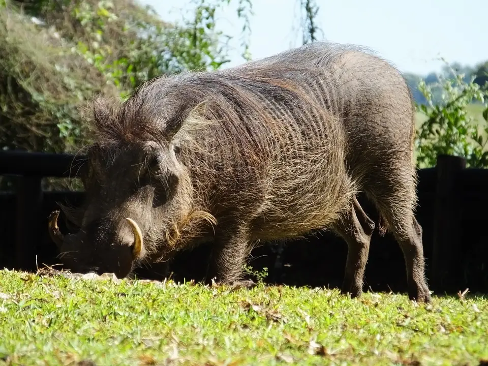 162Warzenschwein.jpg
