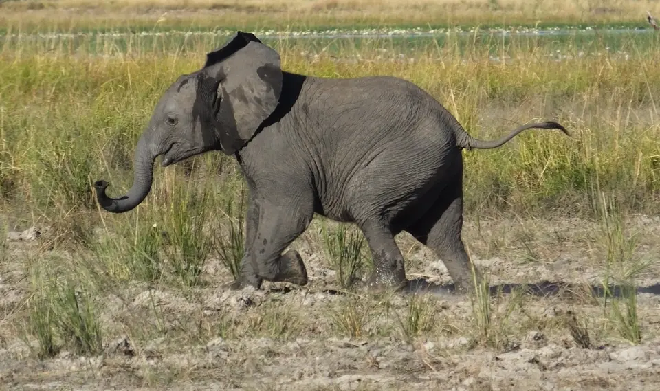167Elefant.jpg
