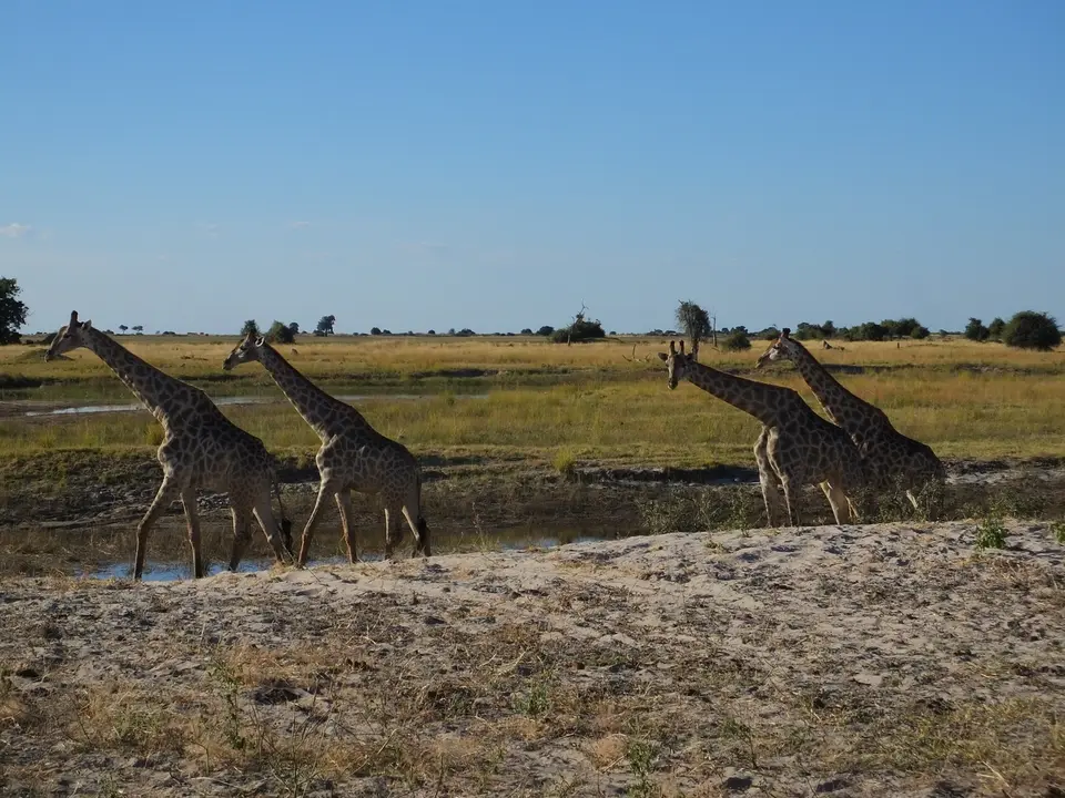 168Giraffen.jpg