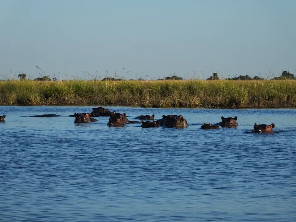 174Hippos.jpg