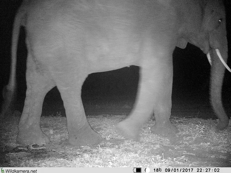 186aElefantaufWildtierkamera.jpg