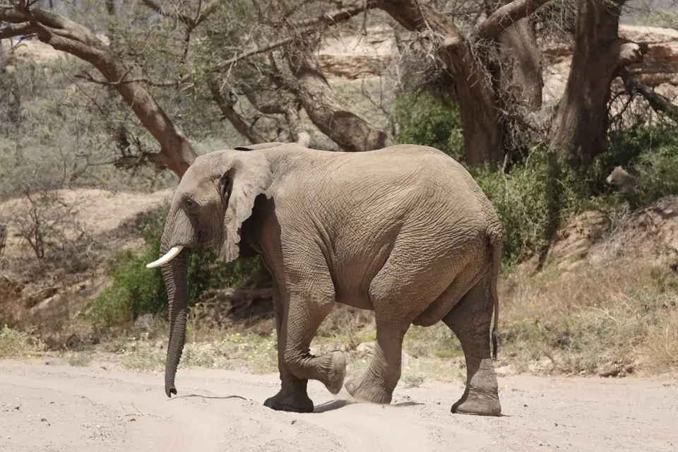 242Elefant2.jpg