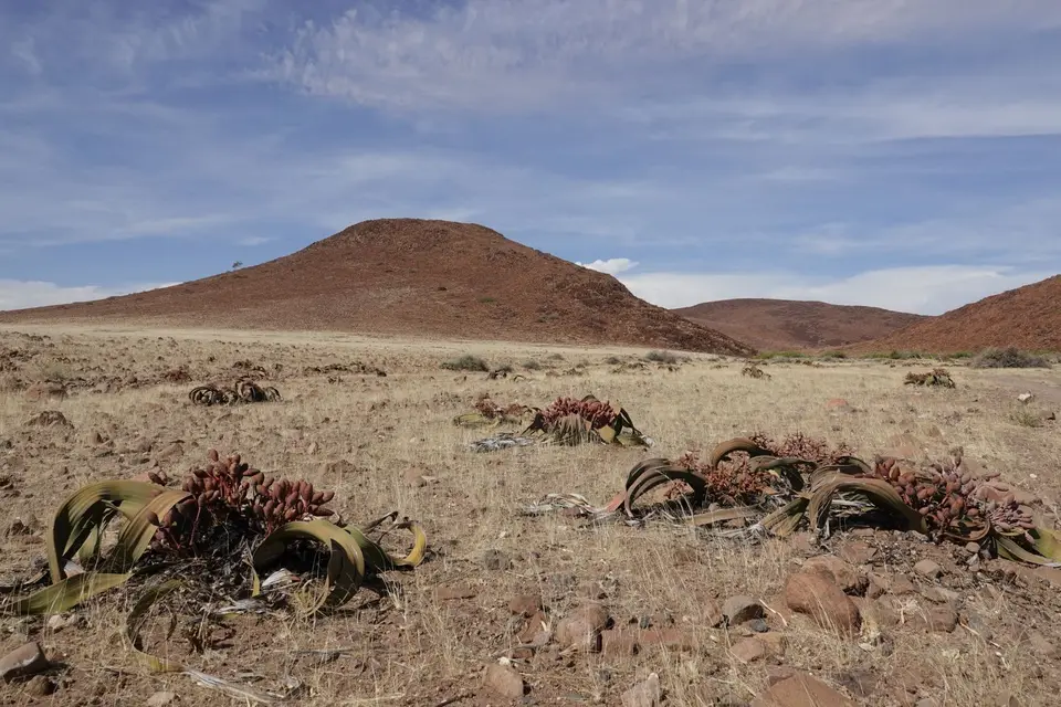 253Welwitschia-2.jpg