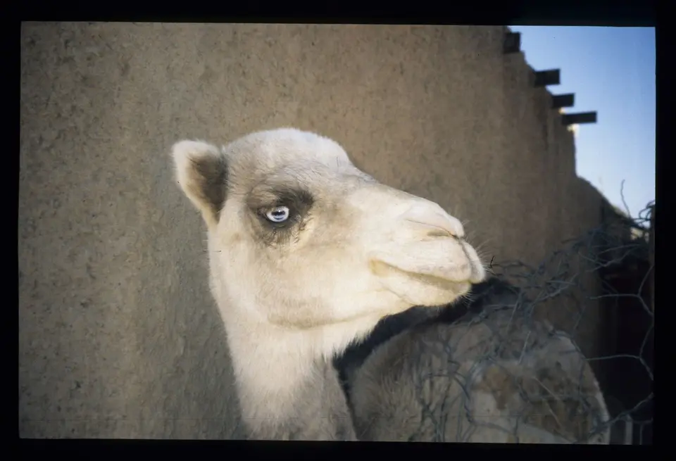 Algerien074.jpg