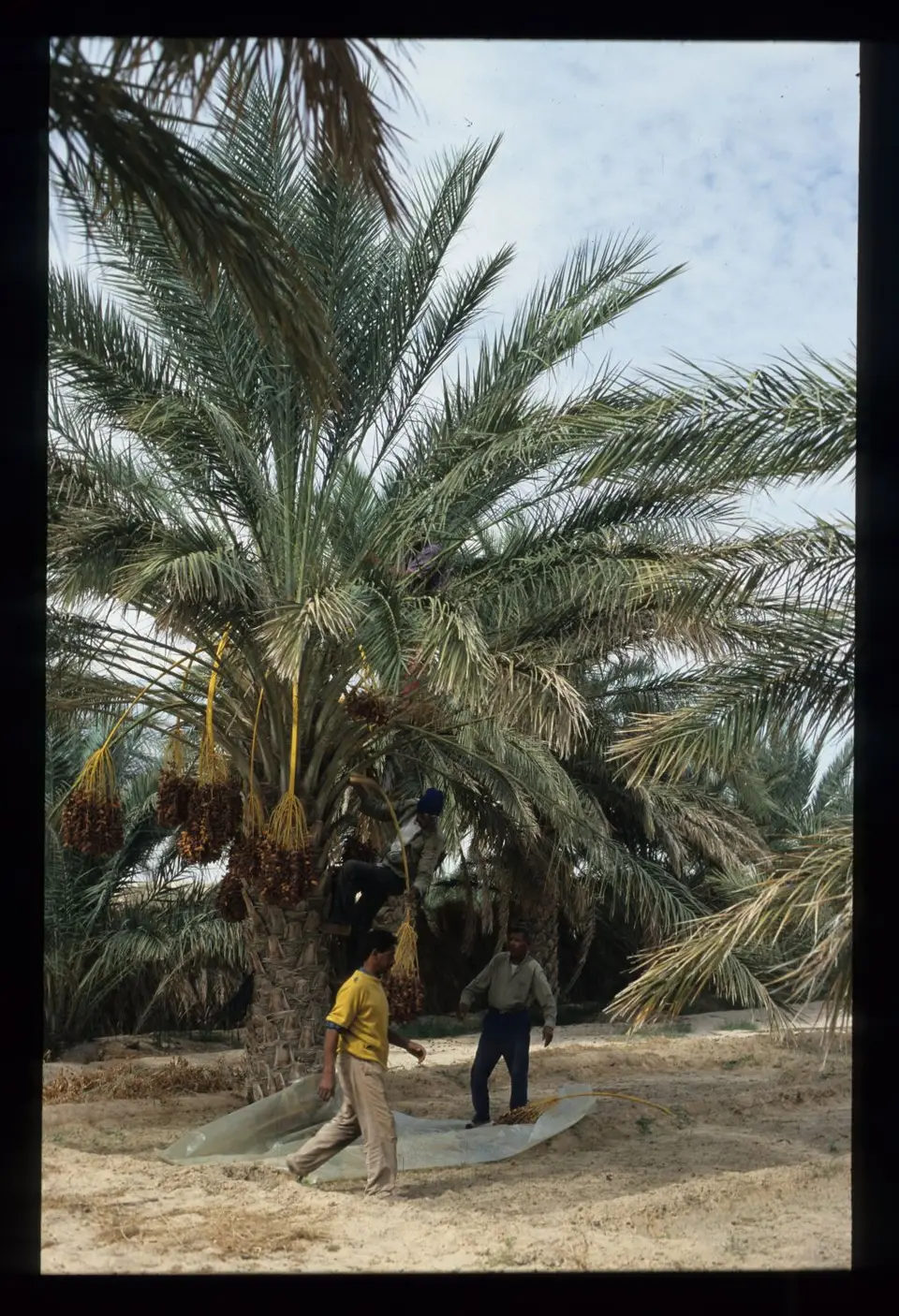 Algerien086.jpg