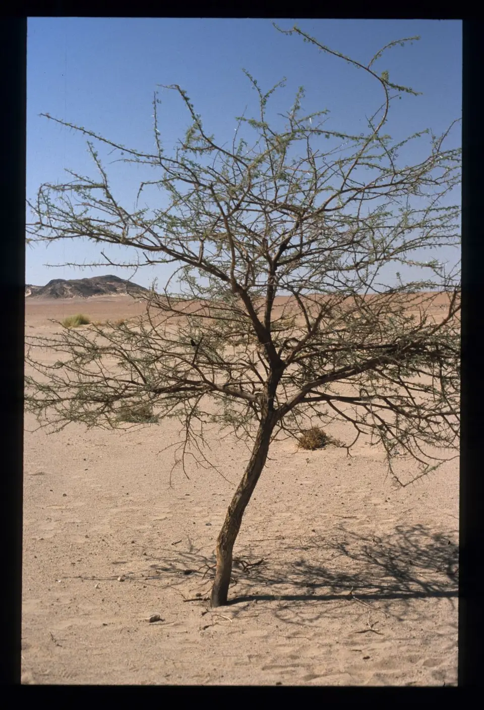 Algerien235.jpg