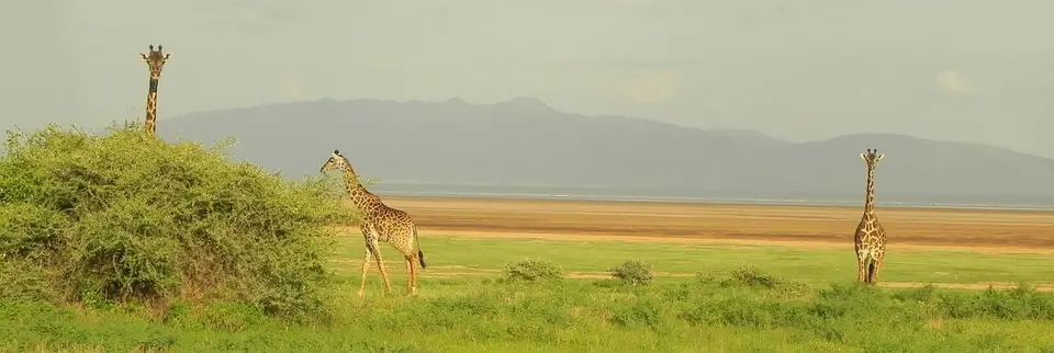 LakeManyara3Giraffen.jpg