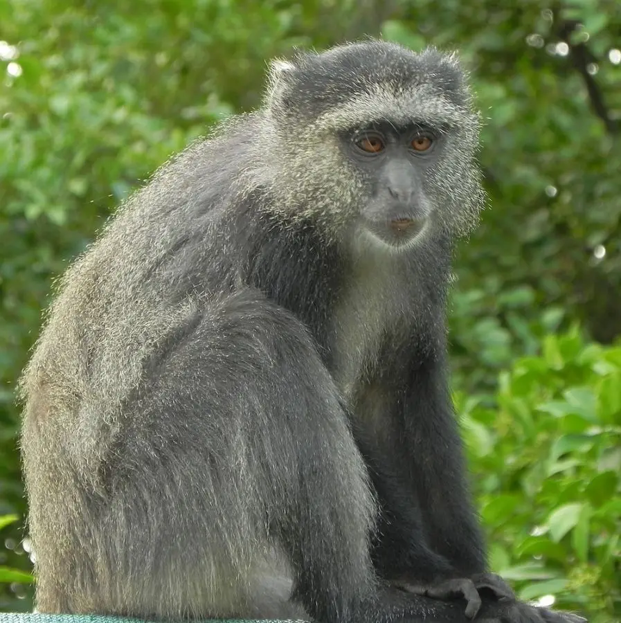 LakrManyaraDiadem-Meerkatze.jpg