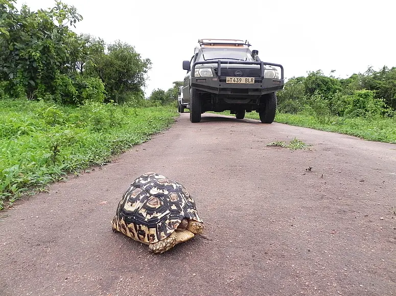 RuahaSchildkrtemitAuto.jpg