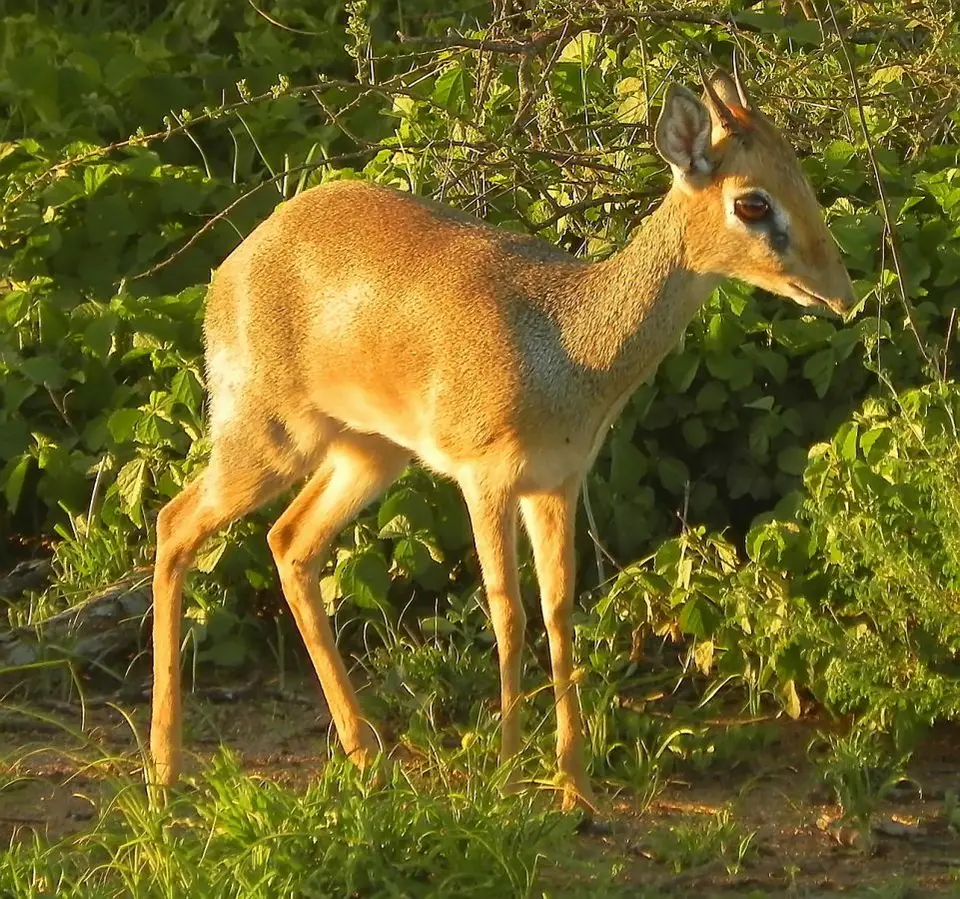 SerengetiDik-Dik.jpg