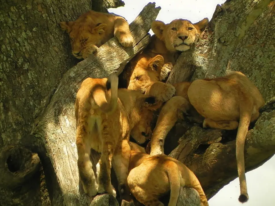 SerengetiGedrngelimLwenbaum.jpg