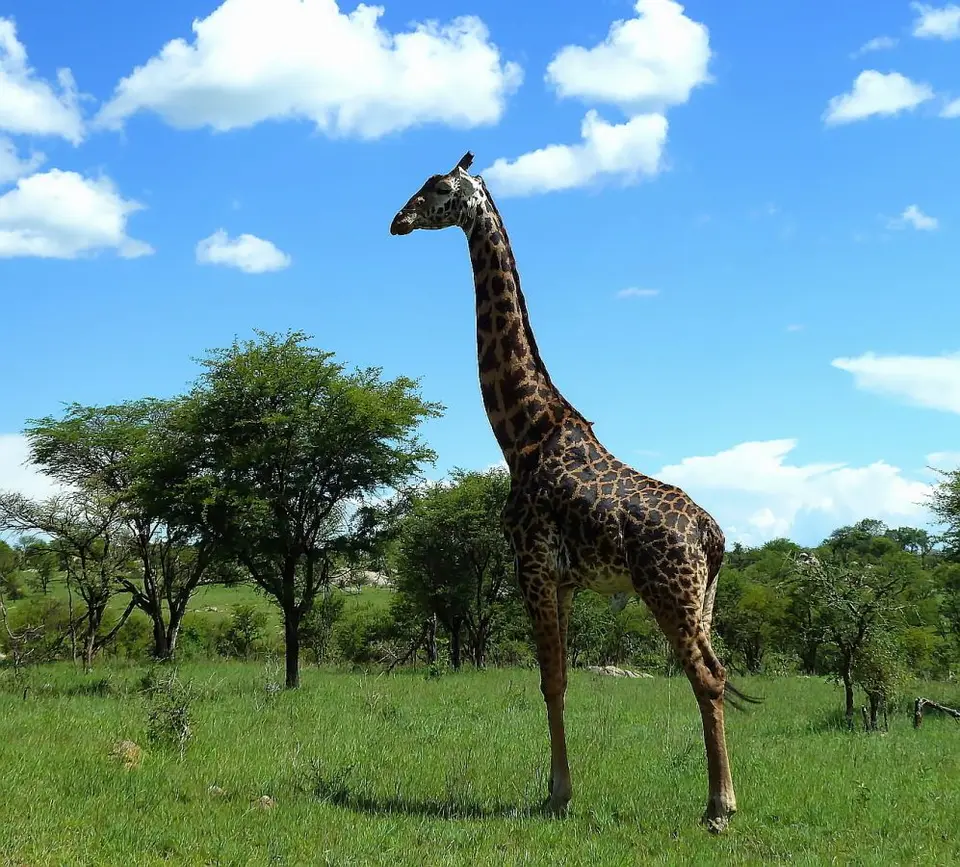 SerengetiGiraffe.jpg