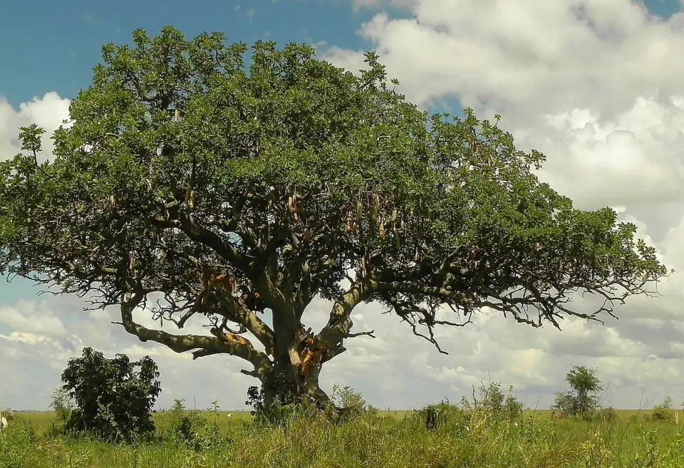 SerengetiLwenbaum.jpg