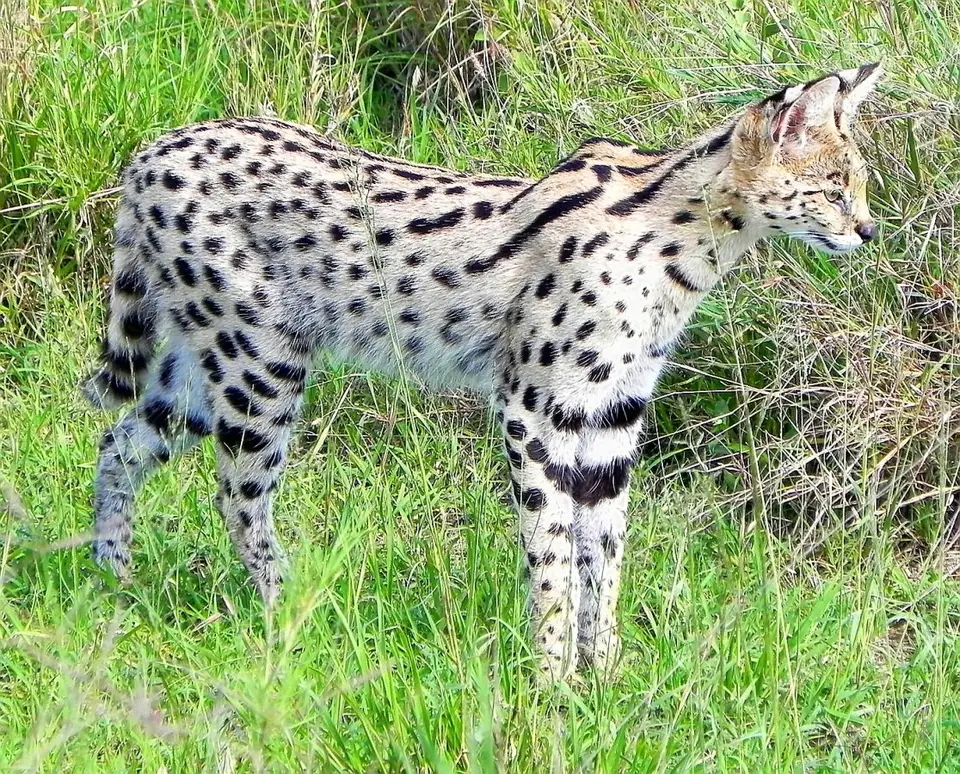 SerengetiServal1.jpg