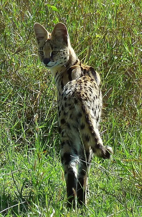 SerengetiServal2.jpg