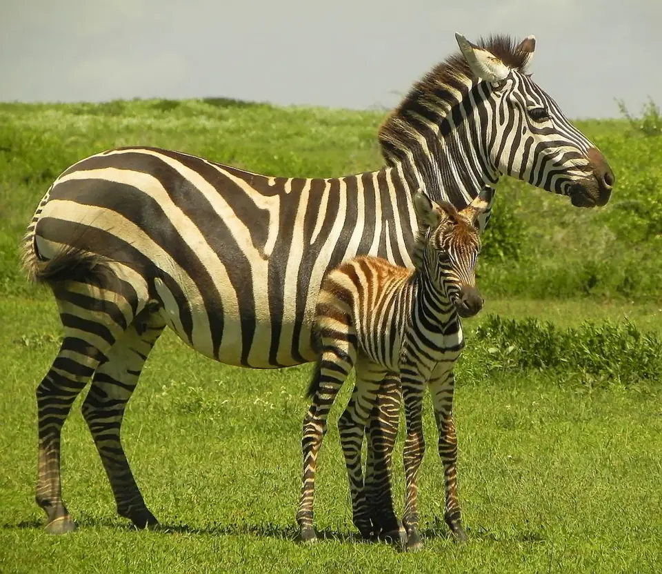 SerengetiZebrastutemitFohlen.jpg