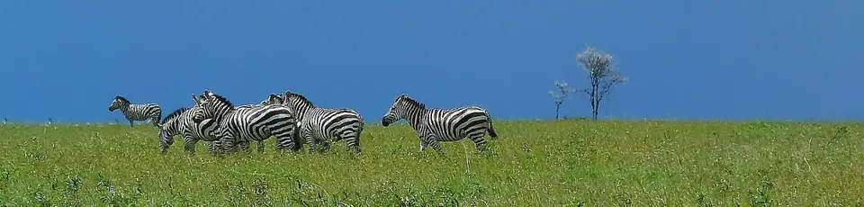 ZebrasvordunklemHimmel.jpg