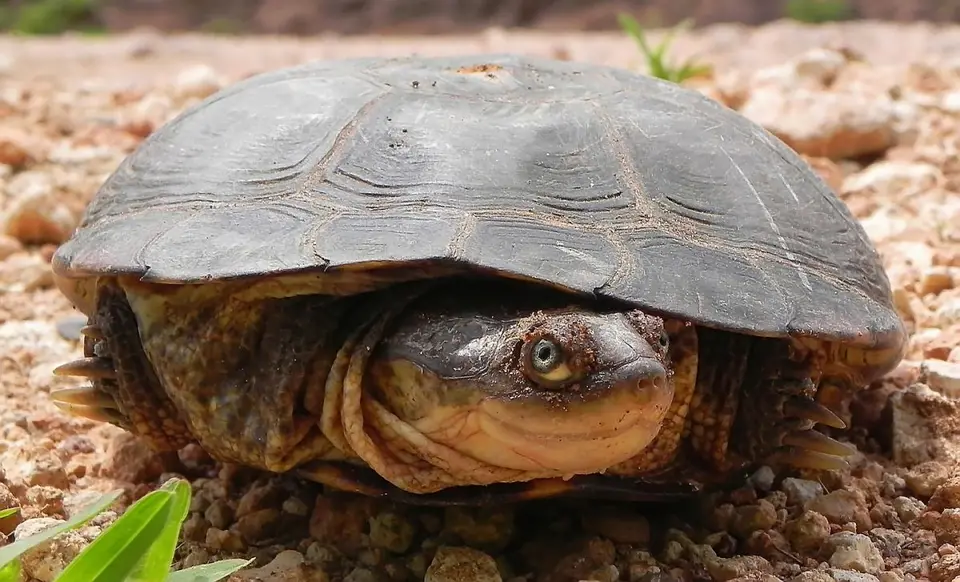 grinsendeSchildkrte.jpg