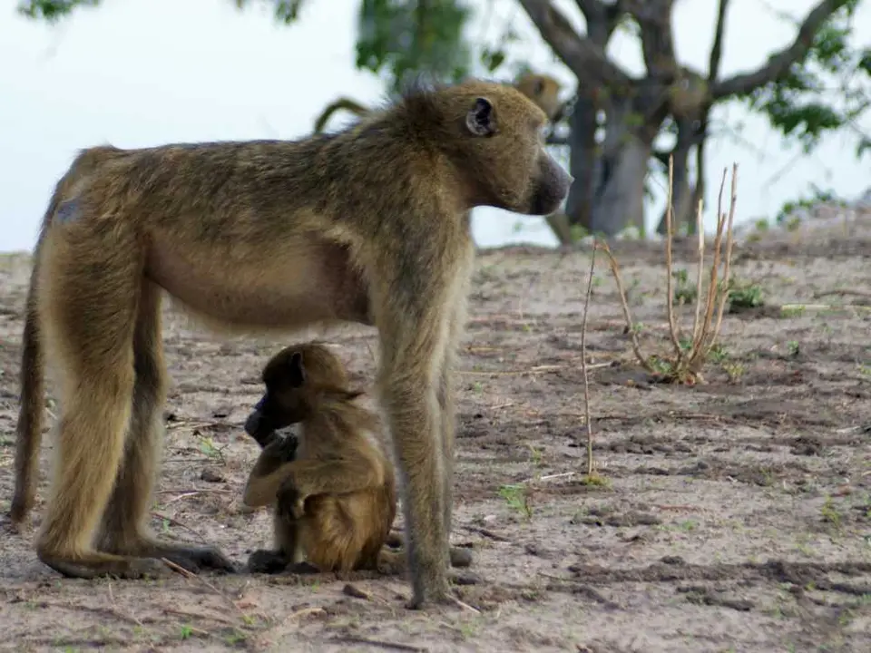 Tierbabies_01.jpg