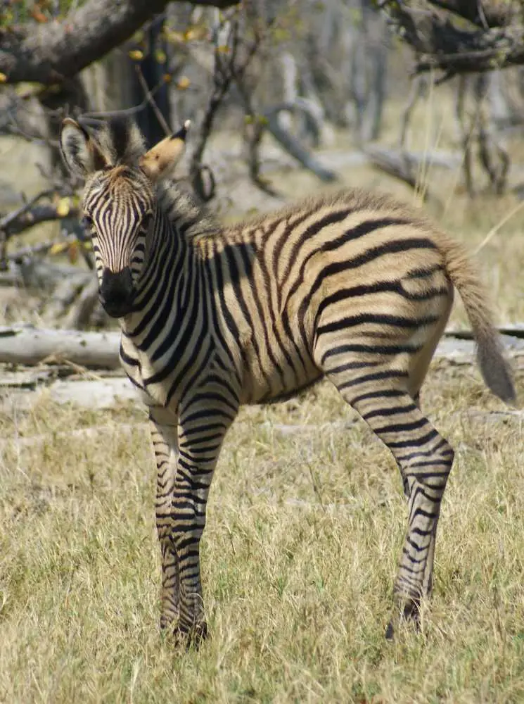 Tierbabies_03.jpg